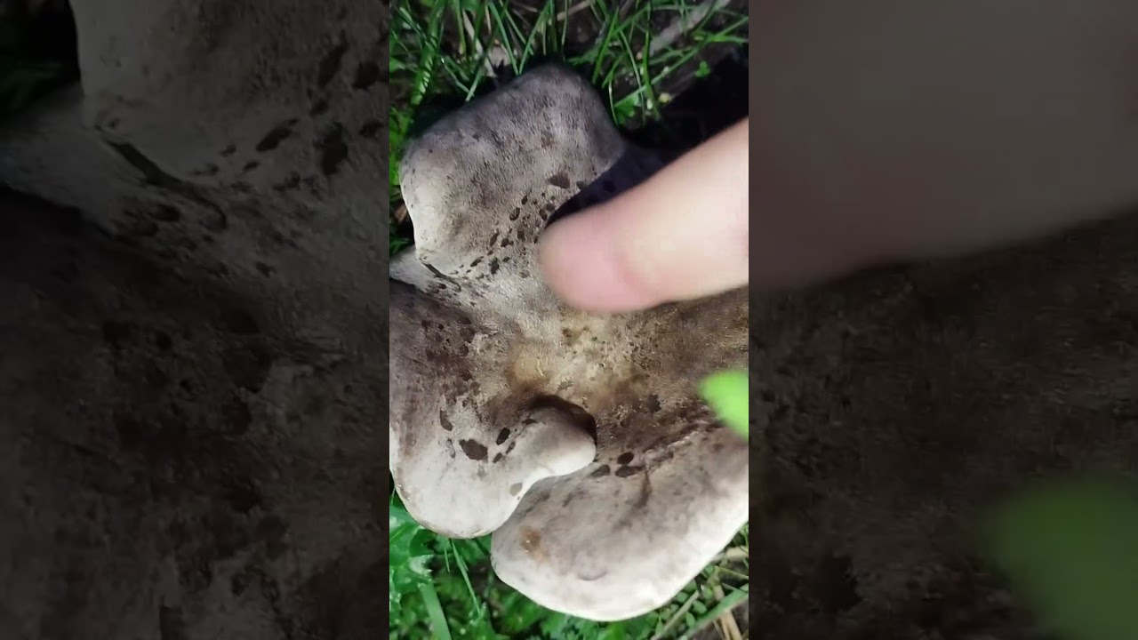 SETAS COMESTIBLES (lepista panaeolus) SUPERVIVENCIA