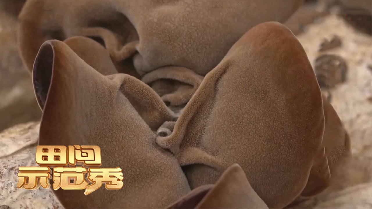 孪生兄弟倾尽所有种木耳却还是出耳少，乡土专家现场给出解决方案丨「田间示范秀」20210720