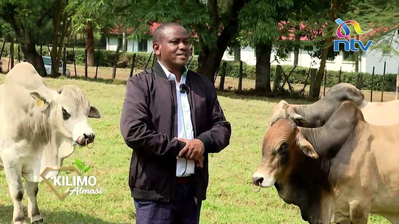 Breeding 900kg Bulls | KALRO Meat Institute&rsquo;s Secrets to Successful Meat Production | Kilimo Almasi
