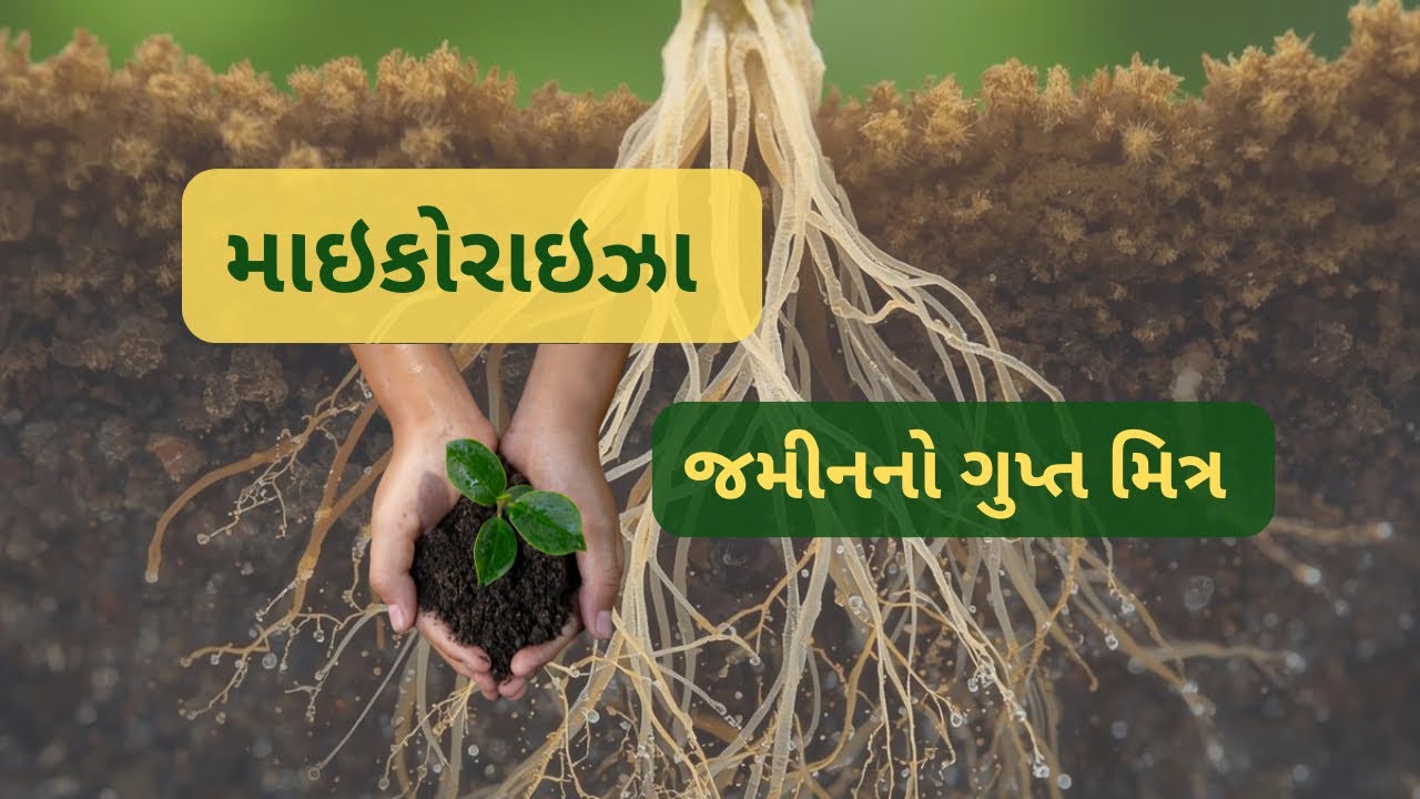 👉 માઇકોરાઇઝા શું છે? | ખેતીમાં ફાયદા અને ઉપયોગ કરવાની રીત | Gujarati | Mycorrhiza | કૃષિ દર્શક  