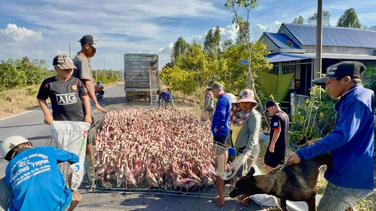 Duck's: the new year's migration of farmers to their hometowns to celebrate Tet