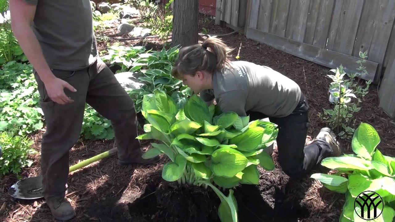 How to Split Hosta Perennials - Mickman Brothers Garden Center