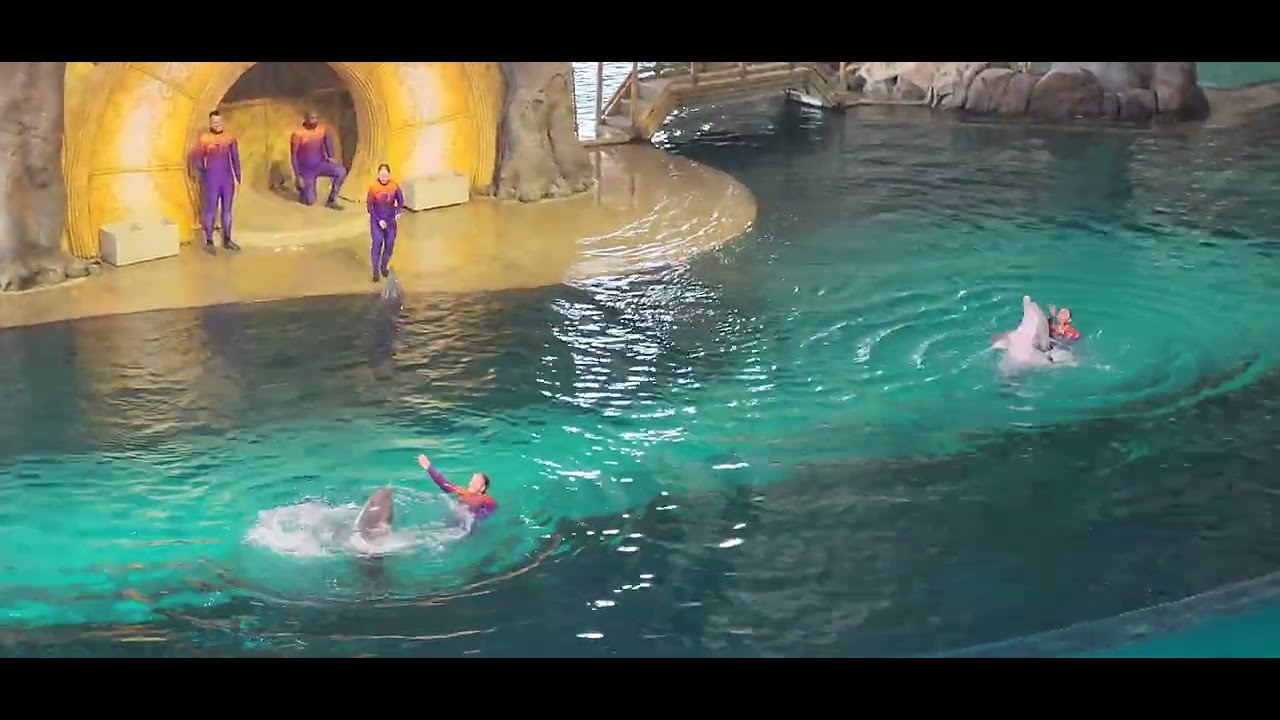 Dolphin Show