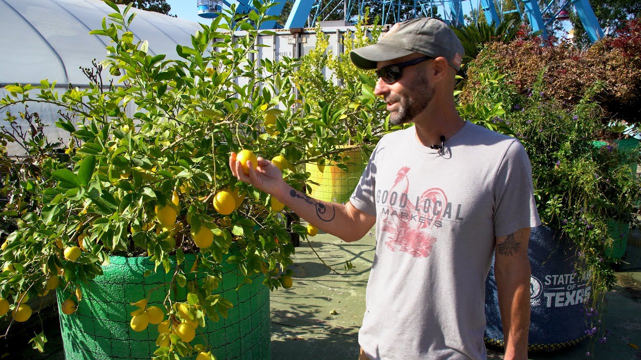 Caring for Citrus Trees in Texas | Big Tex Urban Farms