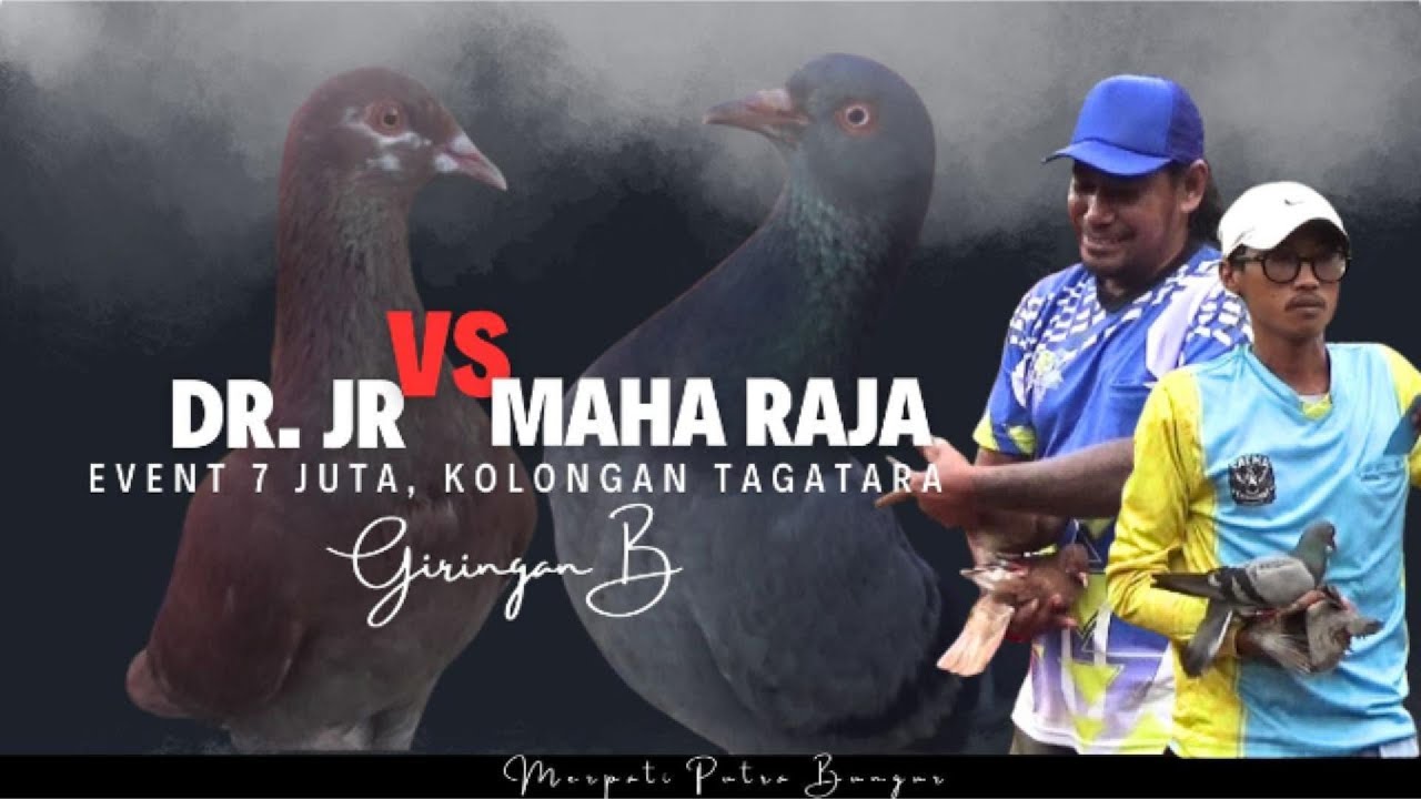 BANYAK BURUNG LOSS DORR DI GIRINGAN B, EVENT 7 JUTA KOLONGAN TAGATARA,BANDAR LAMPUNG