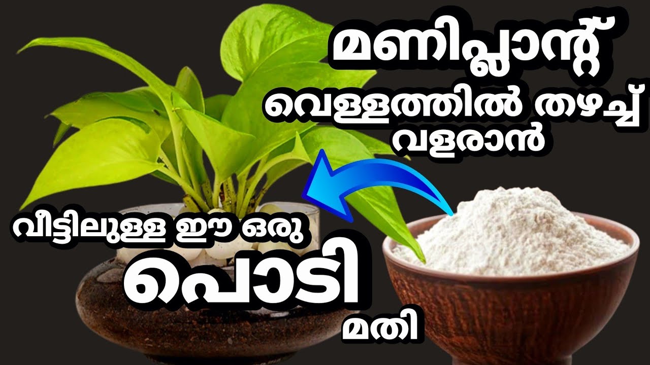 മണിപ്ലാന്റ് വെള്ളത്തിൽ തഴച്ച് വളരാൻ വീട്ടിലുള്ള ഈ പൊടി മതി||Tips to Grow Money Plant in Water..