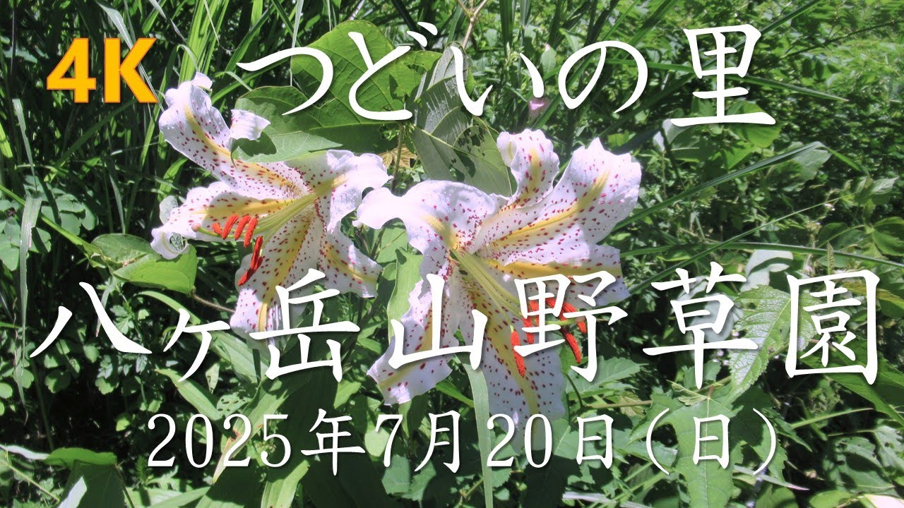 【4K】つどいの里 八ヶ岳山野草園－2025年7月20日(日)