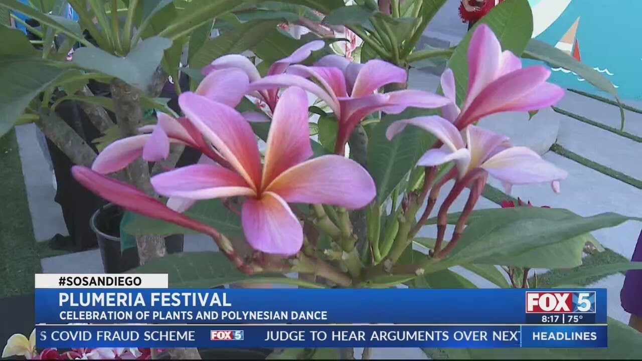 Plumeria Festival at Balboa Park's Casa del Prado