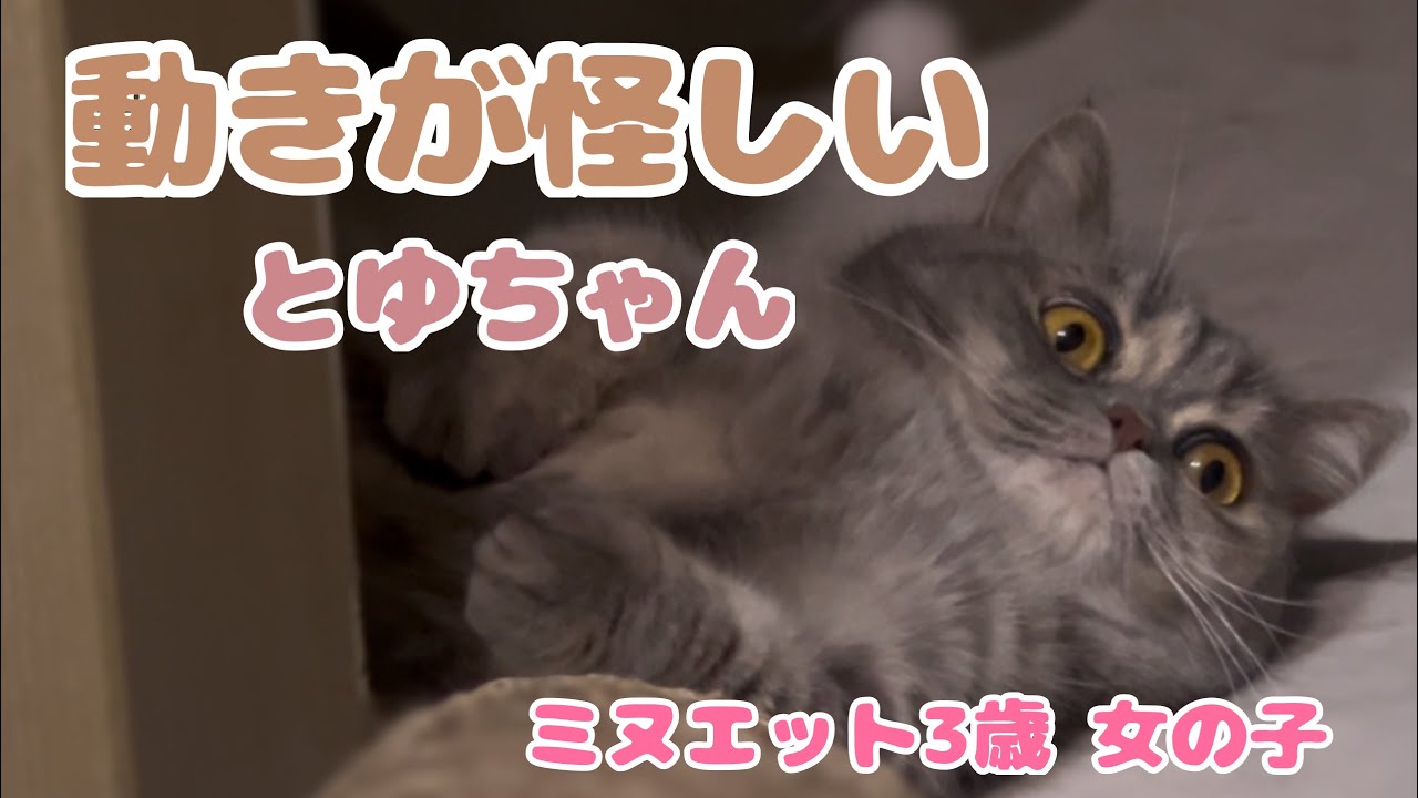 動きが怪しい、とゆちゃん