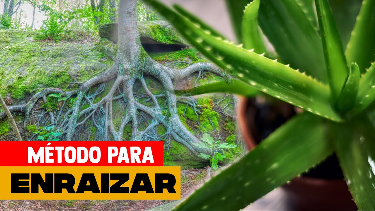 COMO ENRAIZAR ESQUEJES - CON ALOE VERA - TU PROFE TV