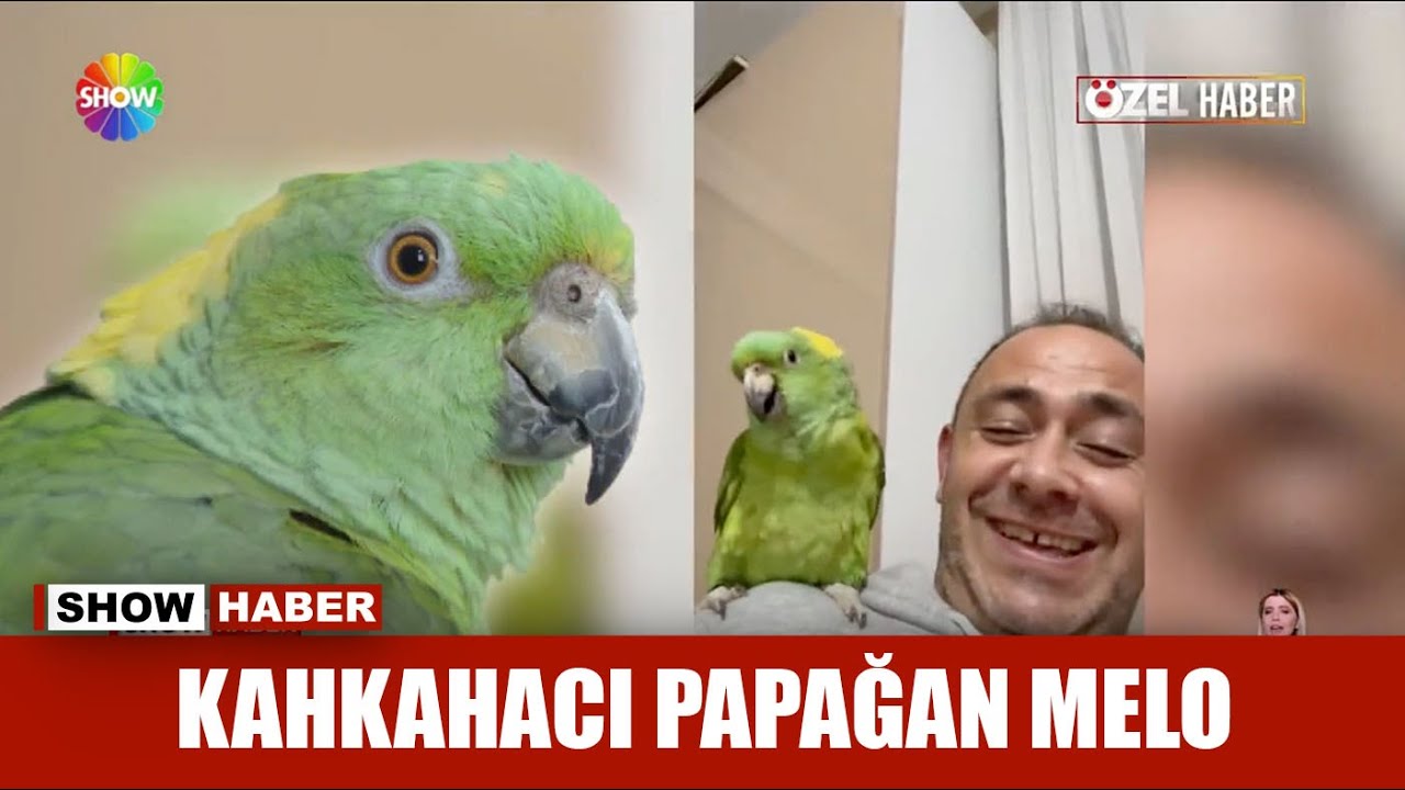 Kahkahacı papağan Melo