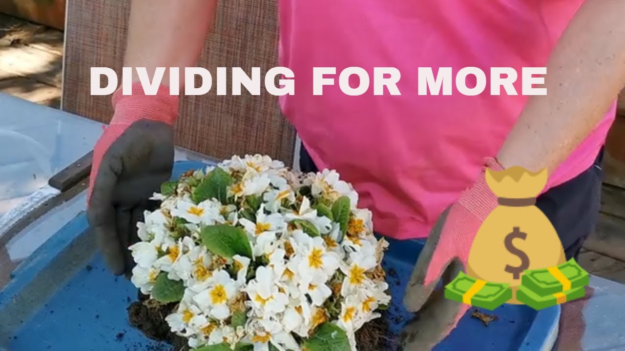 HOW TO DIVIDE PRIMULA