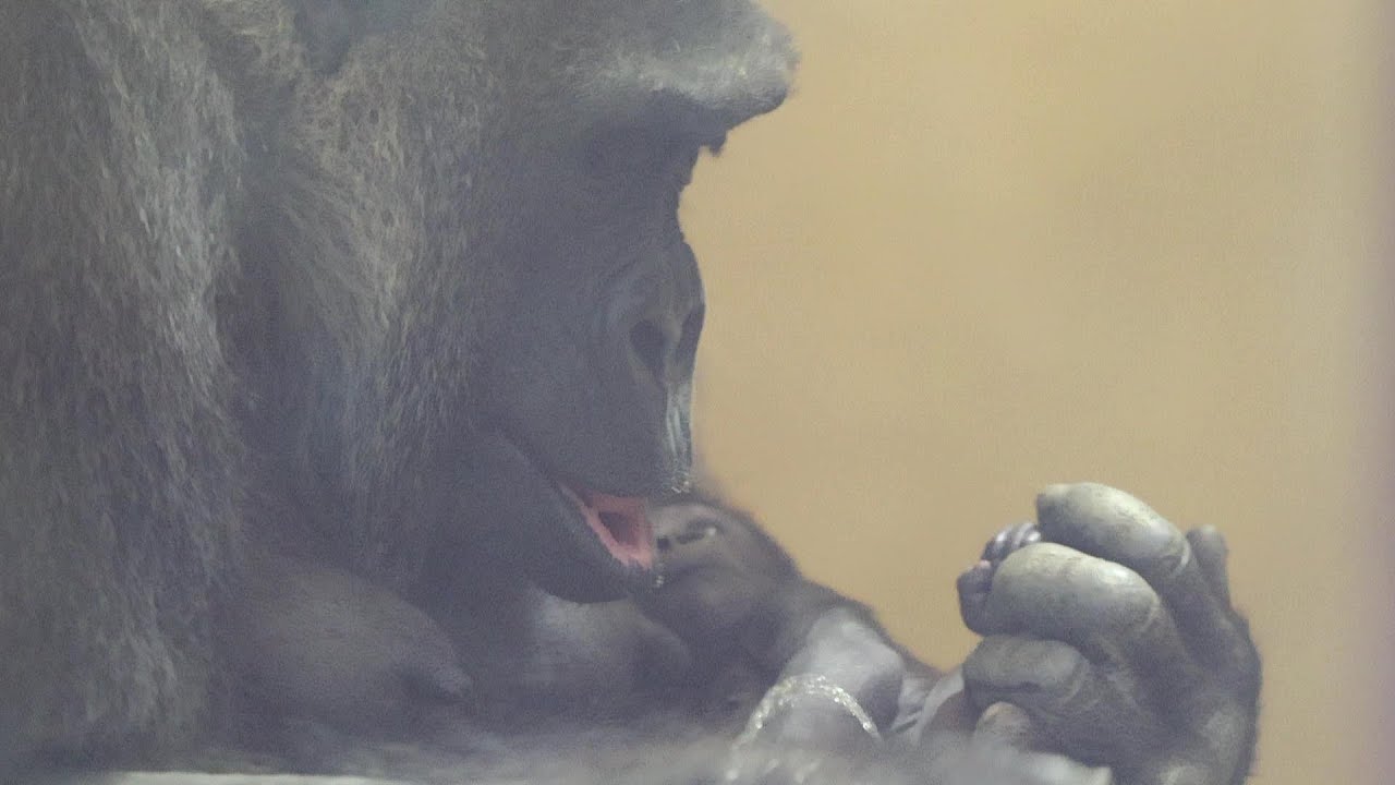 偶然、撮れちゃった！赤ちゃんゴリラとゲンキママのハプニング。｜京都市動物園｜撮影日2026.1.2｜【きょうのゴリラ】