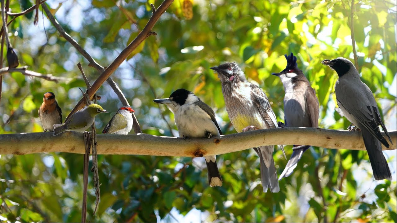 More Amazing Birds @ Sydney Olympic Park, Sydney