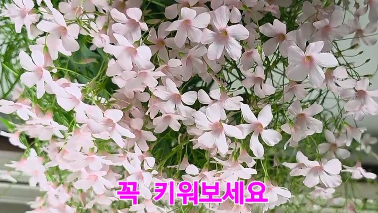 꼭 키워보세요 체리스프리처 꽃 많이 피우는 방법 
