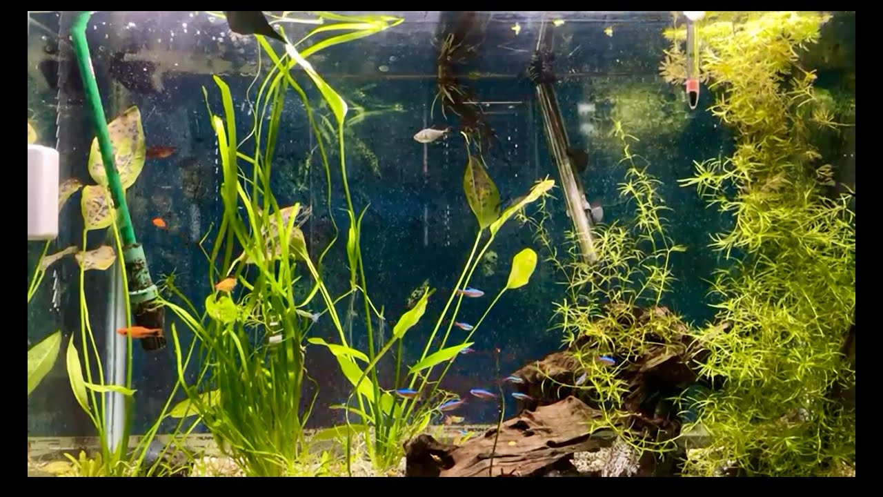 🔴 Live  Amazon Aquarium Neon Tetras Cardinal Tetras and more Tropical 🐠 Relaxing Sounds of Aquarium