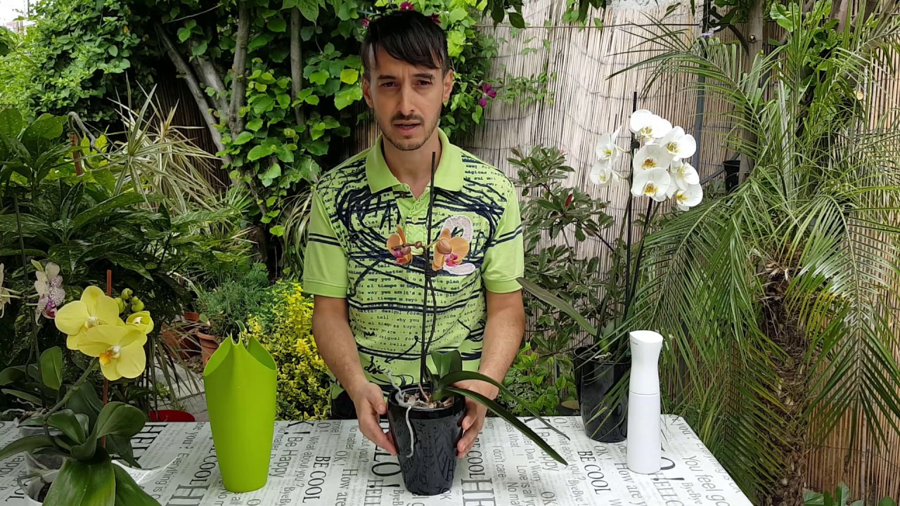 Când și cum se udă orhideea Phalaenopsis