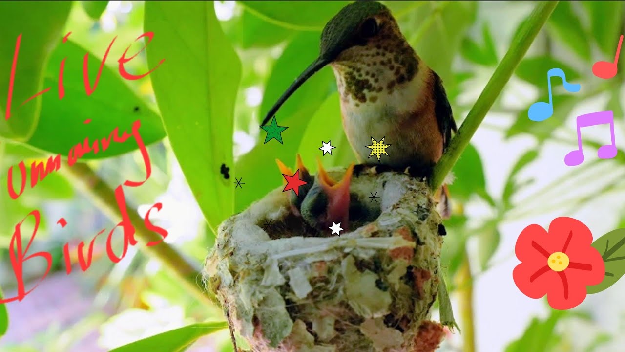 Vlog199-🐦Live, Babies Hummingbird Hatching Two Weeks Old. Ready To Fly So 💞 Cute 😘