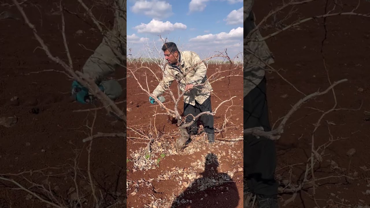 Bağ budamı profesyonel olunca üzümde çok olur