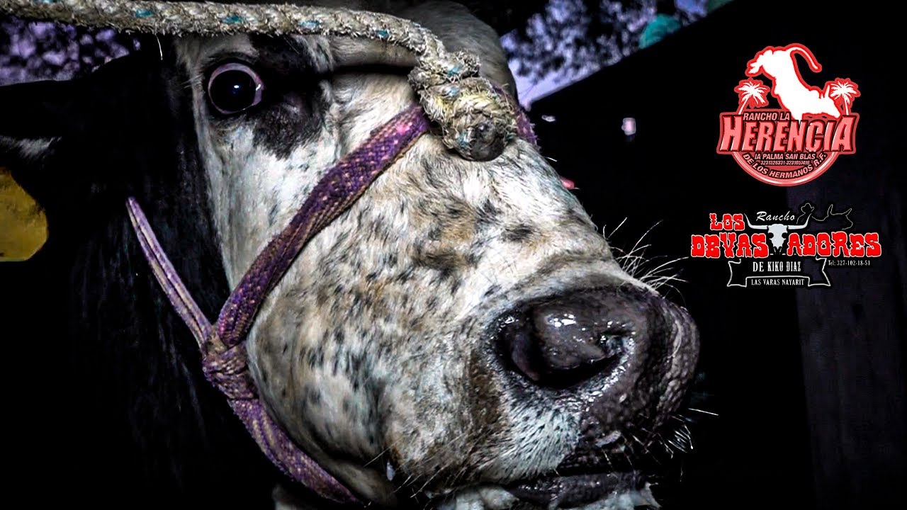 LA FURIA DE UN TORO DE REPARO ES LETAL-RANCHO LA HERENCIA Y LOS DEVASTADORES CUASTECOMATE NAY 2026