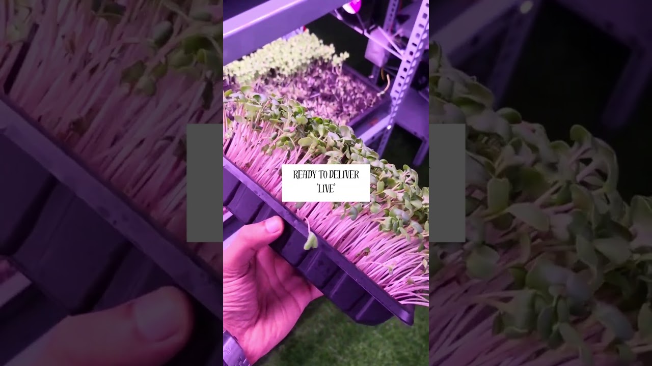 Live Microgreen Delivery! #microgreens