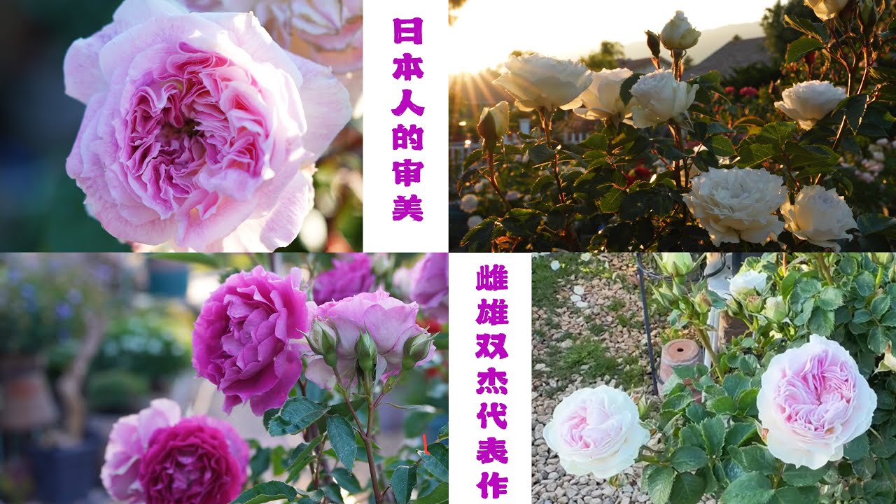 老何说品种：大天使Gabriel 蓝月石Blue Moon stone 瑟西Kirkē 天方夜谭Sheherazad园艺篇697