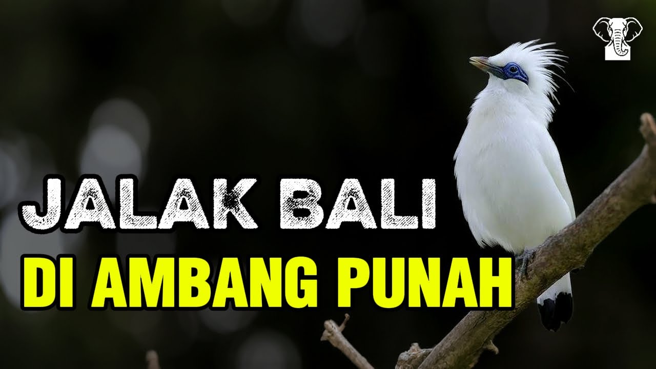 Jalak Bali Burung Putih yang Hampir Hilang Selamanya