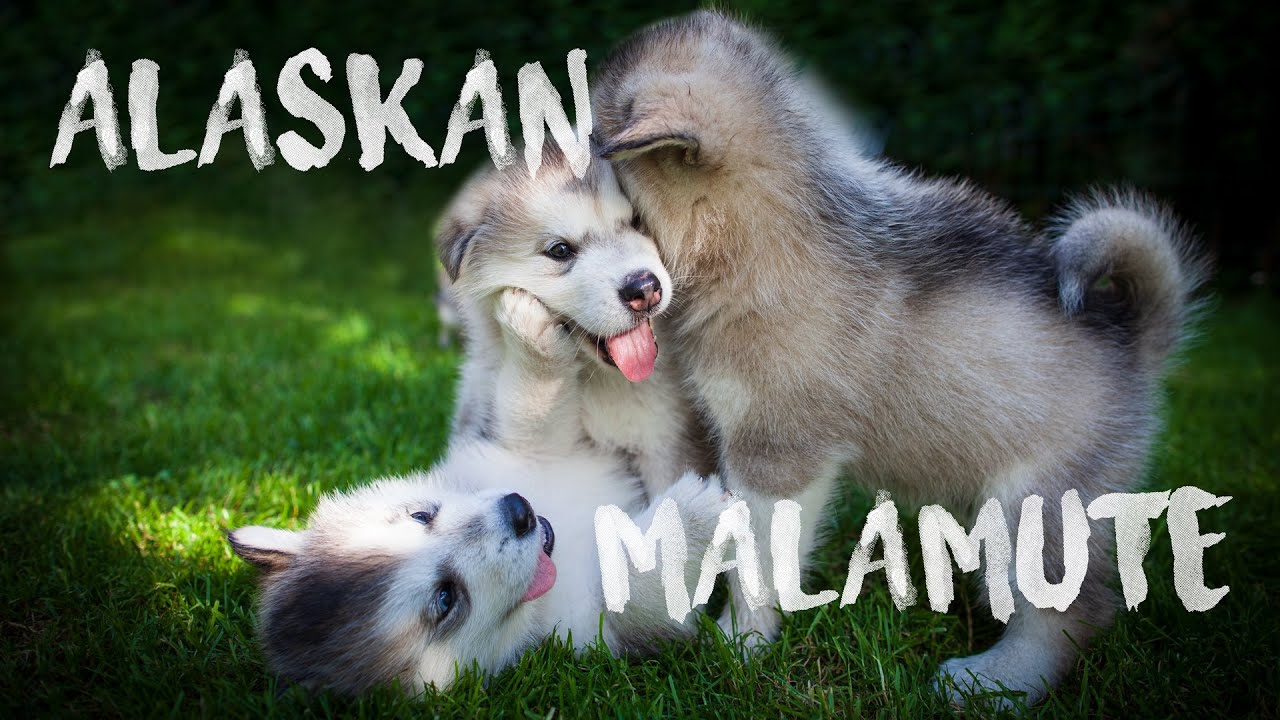 Alaskan Malamute - Little Monsters (featured in Purina® Pro Plan® Commercial)