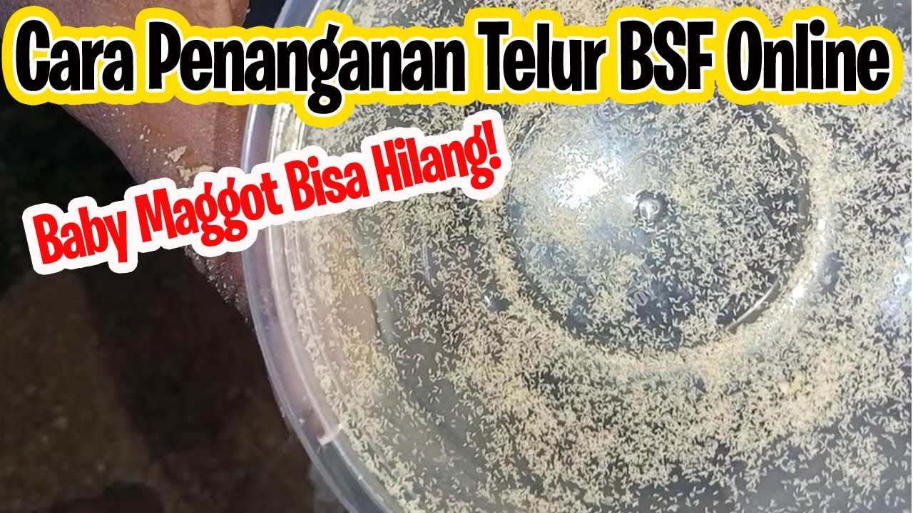Cara Membuat Media Penetasan Telur BSF Beli Online Yang Tepat- Salah Proses Baby Maggot Mati