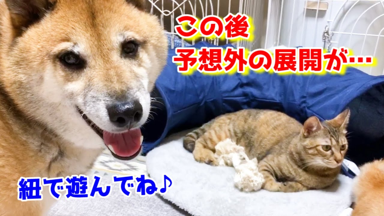 えー‼柴犬ママの行動に柴犬パパと猫ビックリ！　Riki and Rita were surprised at her actions