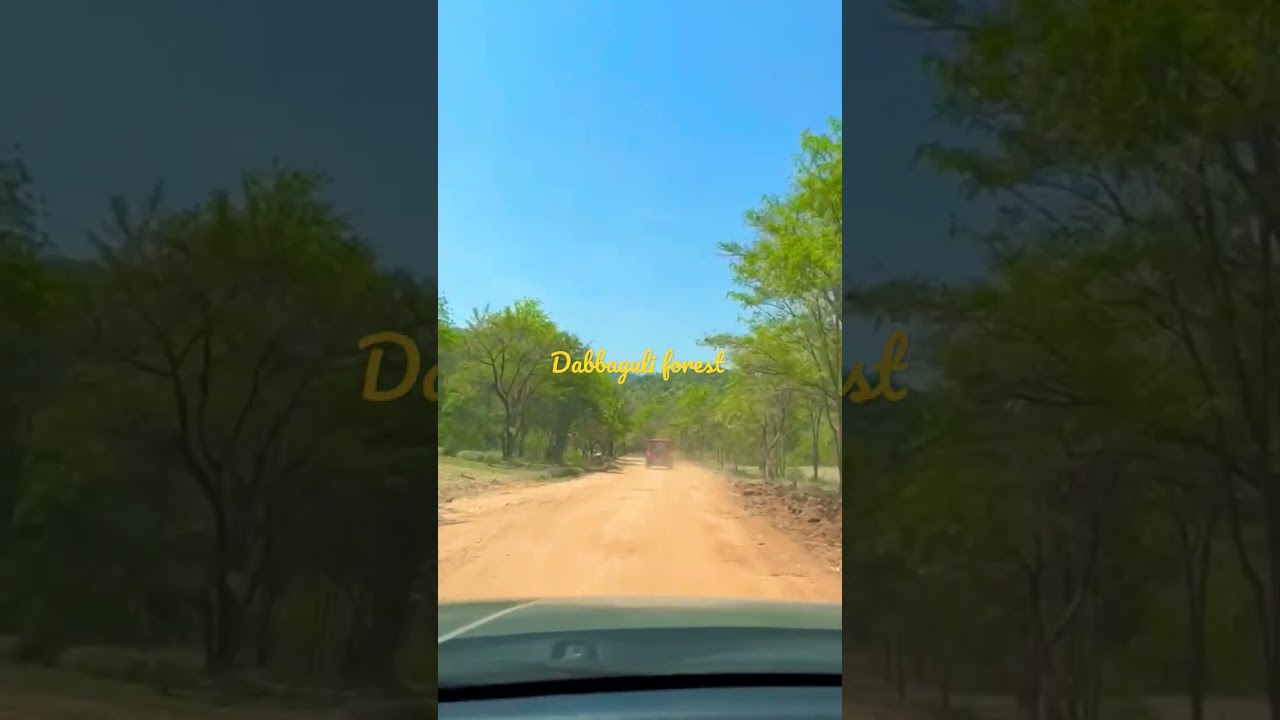 Journey through Dabbaguli forest #forest #kaveri #adventure #family #selfdrive #weekend#bangalore