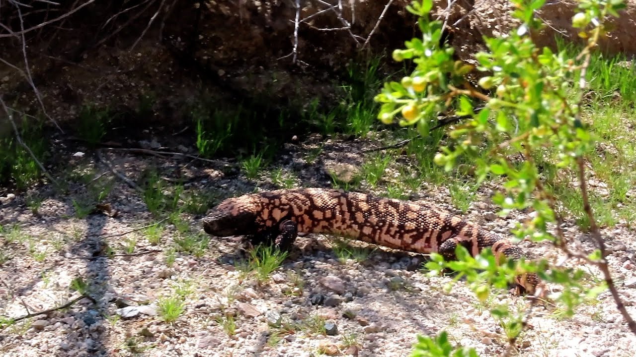 2024 Return of 2023 Gila Monster
