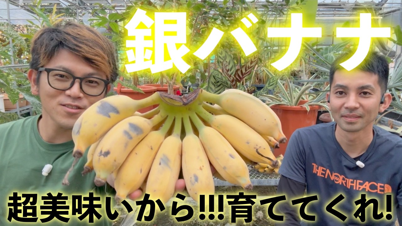 バナナは結局これなんだ！！！！