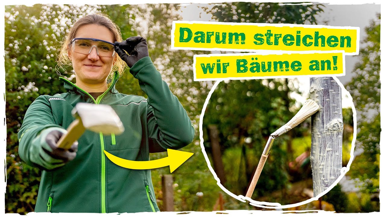 BAUMANSTRICH: Deshalb solltest du deine B&auml;ume im Herbst streichen! 🌲