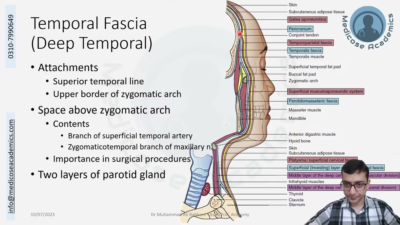 Temporal Fascia Superficial & Deep
