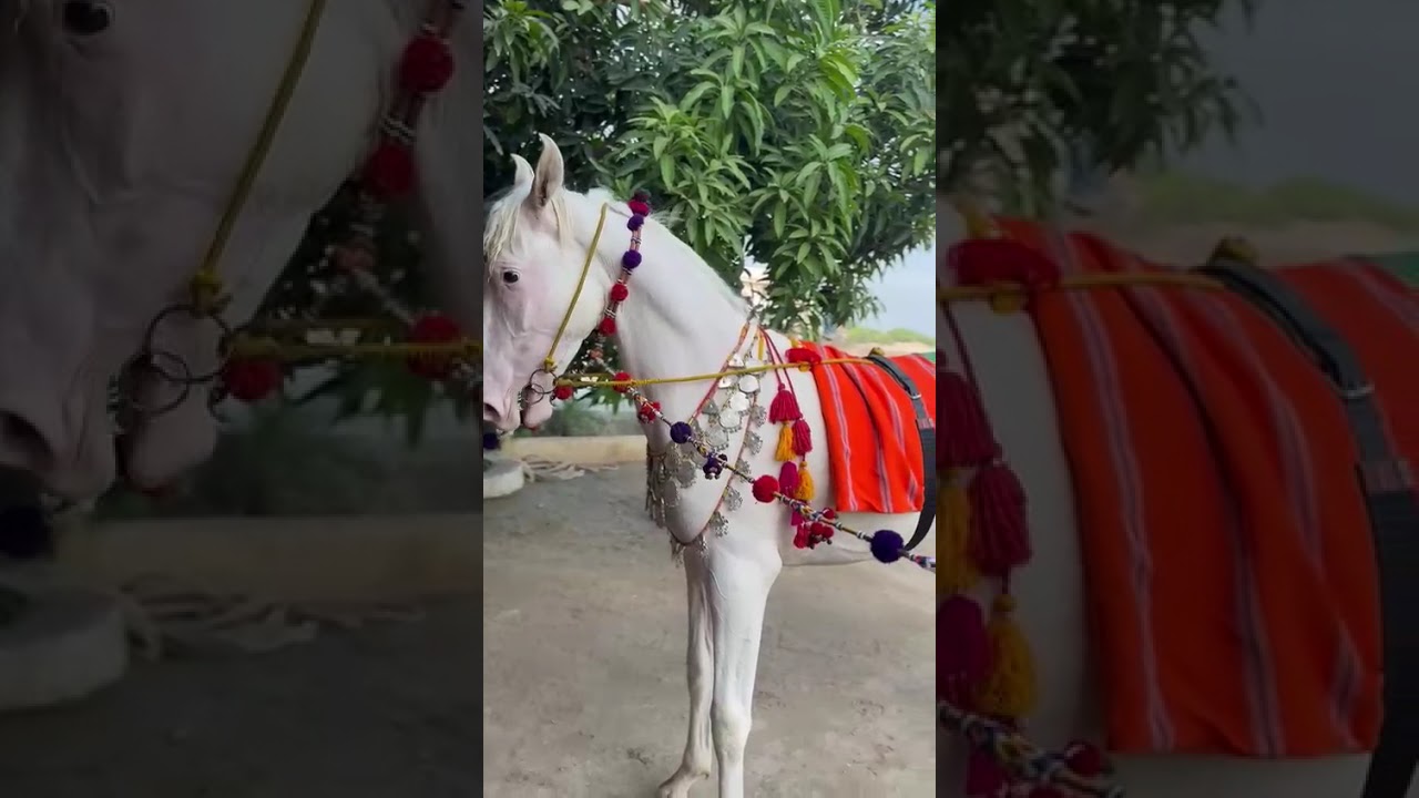 Nukra Horse#desighoda#nukra#nezabazipakistan #balochihorses #sindhihorses #pakistan #singlefooter