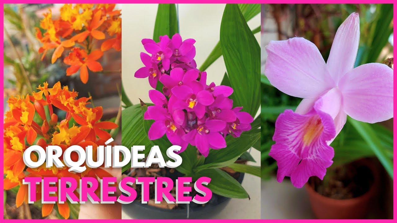 4 LINDAS ORQUÍDEAS TERRESTRES | Aprenda como Cultivar Orquídeas Terrestres? 🌸