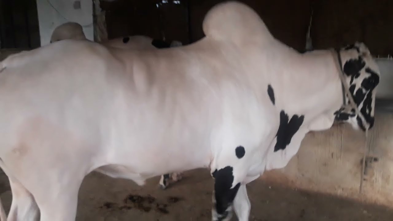 Big Fathjangi bulls of Rajput Farms | 2023 Collection | #animals | #angrybulls