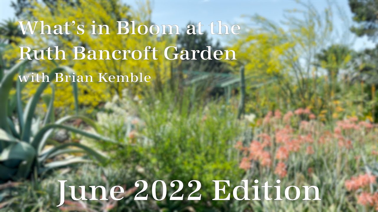 What's in Bloom at The Ruth Bancroft Garden  (June 2022)