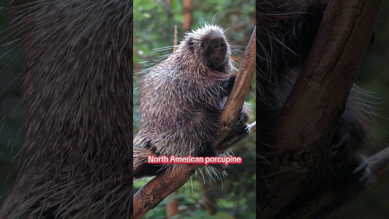 Planet Zoo DLC ideas! Arboreal Pack #planetzoo #shorts #fyp