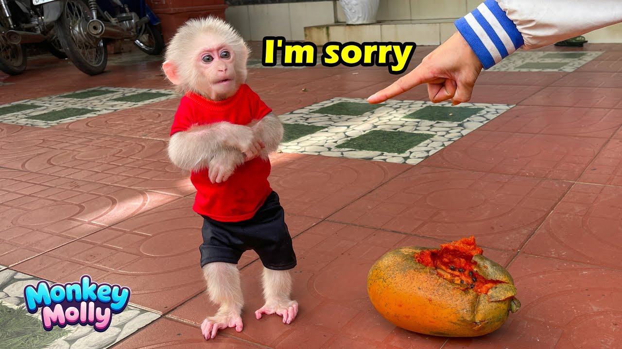 Monkey Molly Got Caught Stealing Papaya and Embarrassed Her Dad!
