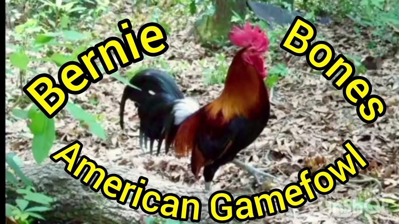 Best Free Range Gamefowl. Only the Strong Survive