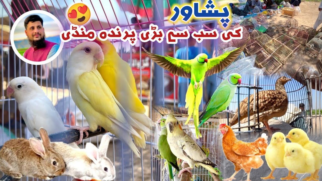 Largest Birds Market In Peshawar New Updates September 2025 | Ring Nick Parrot | Misri Hens | Izhar