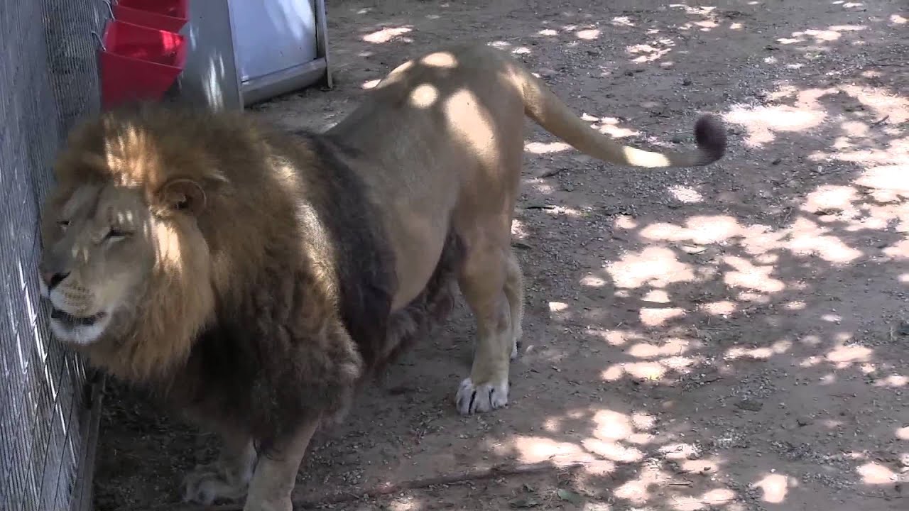 Milo Steals Bonedigger's Lunch