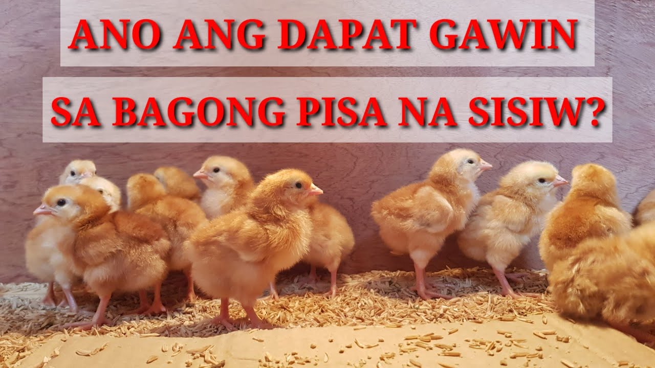MGA DAPAT GAWIN SA BAGONG PISA NA SISIW|HERITAGE CHICKENS|BUHAY PROBINSYA
