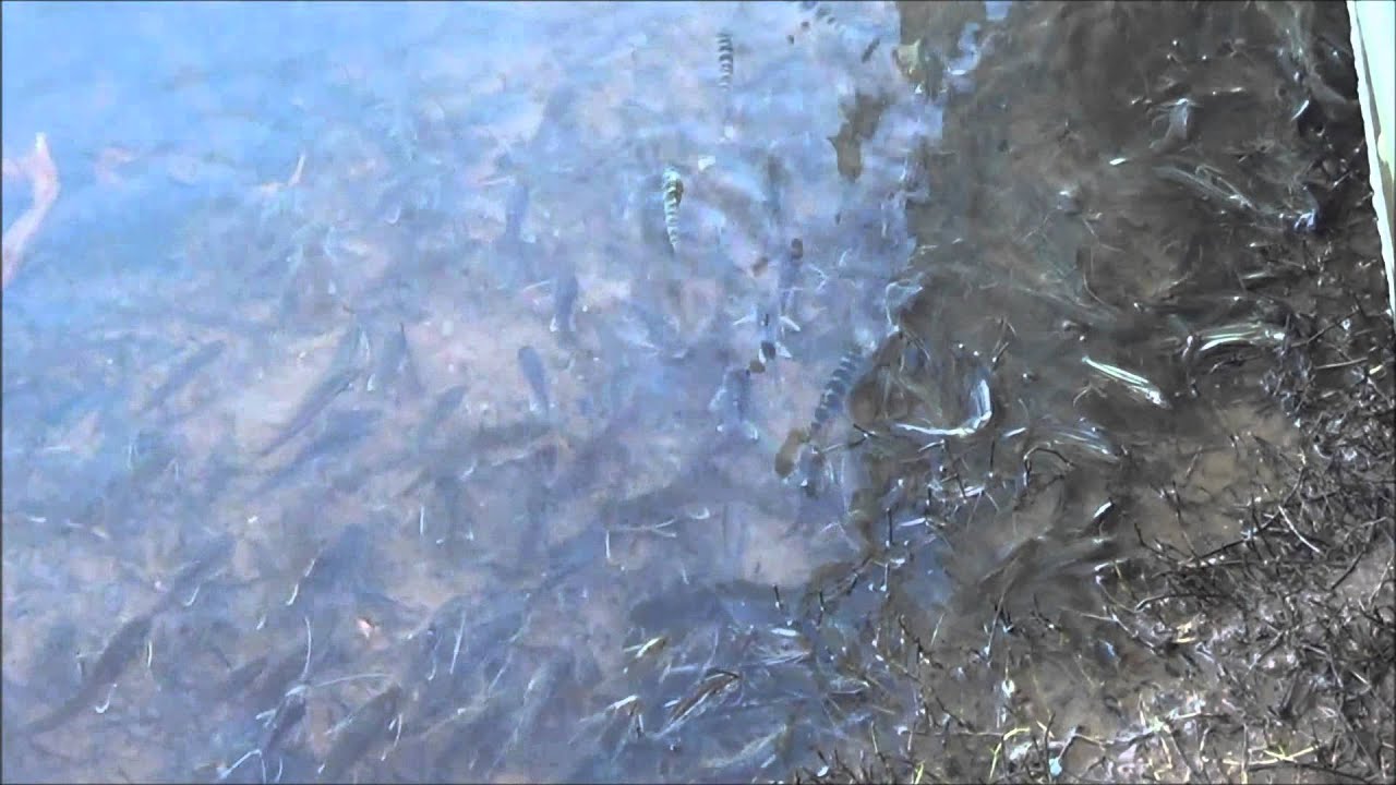 Ataque de piranha a alevinos