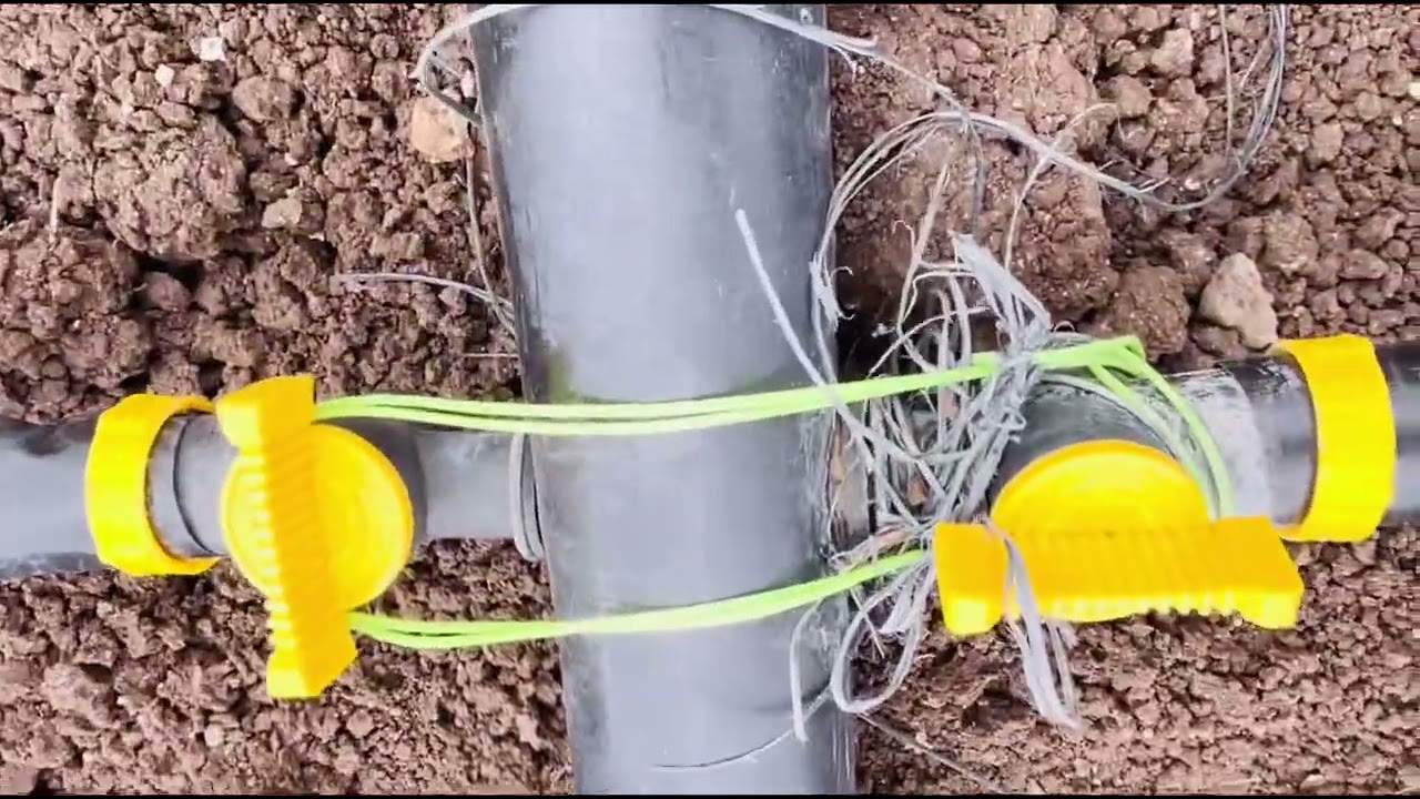 Rain pipe वर आपण मका लागवड केली तर चालते का?
