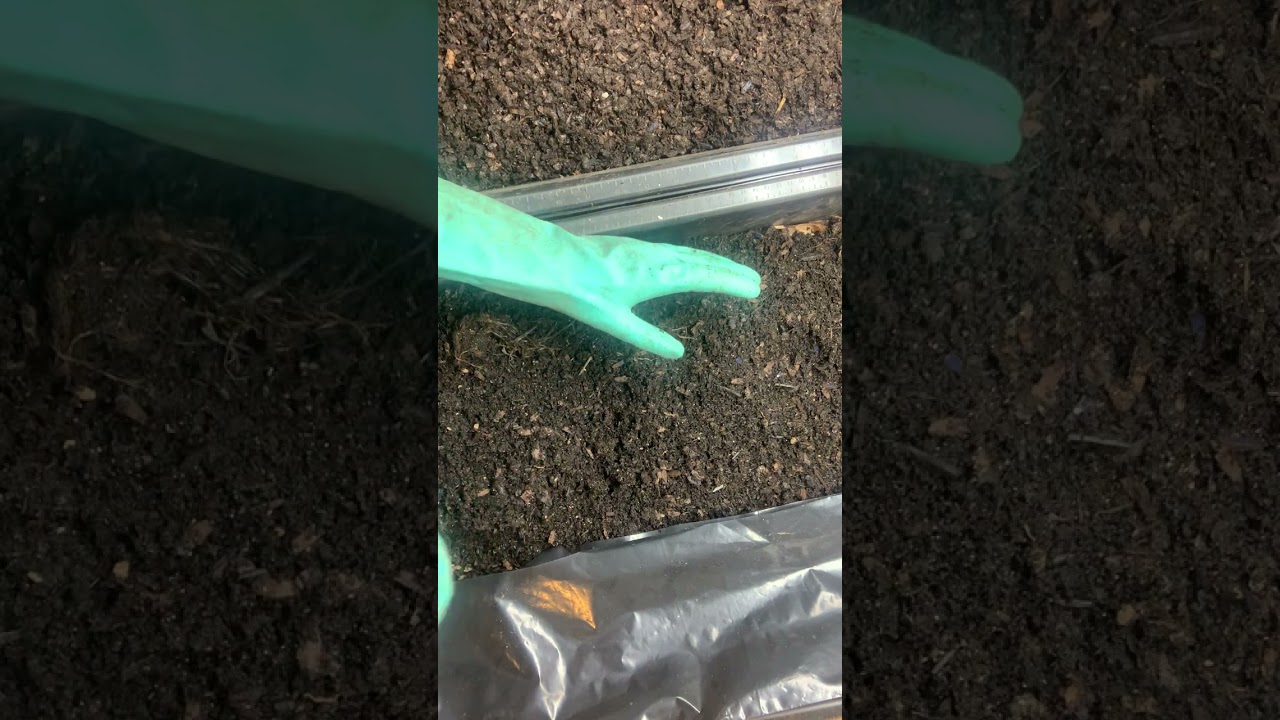 Are my red wiggler breeder bins too crowded?