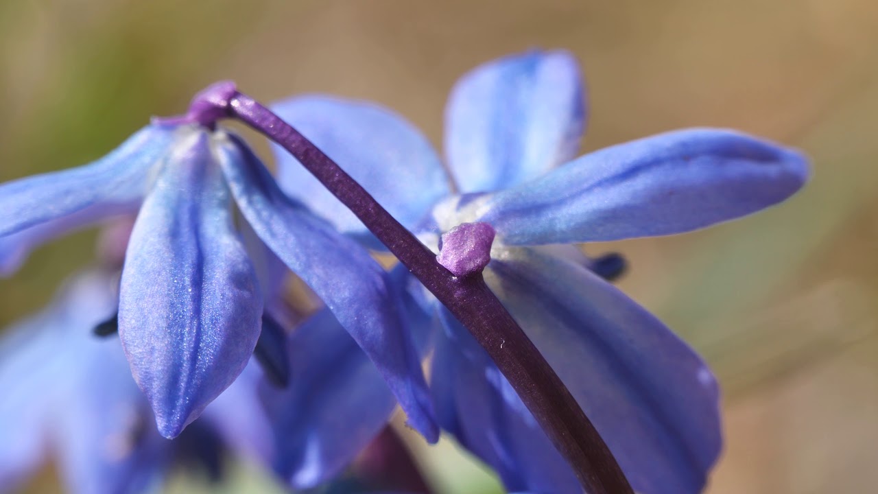 Panasonic g9, Panasonic 14-140mm with macro tubes. 4k