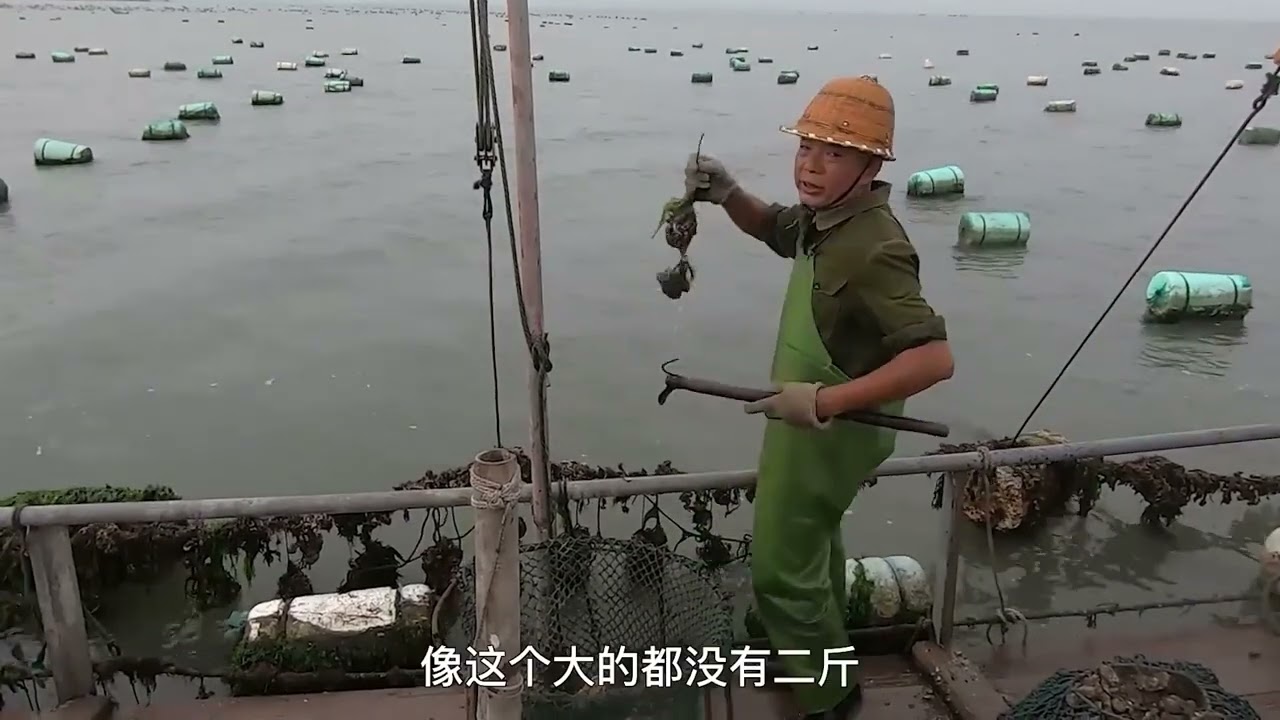 泰叔又想去捞海蛎了，顺便还得整理一下笼绳，今天只处理了两袋 #赶海 #贻贝 #海蛎 #螺 #海鲜